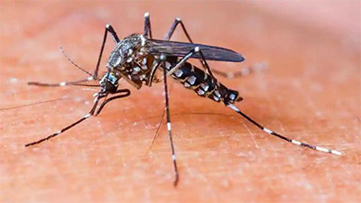 dengue knokkelkoorts infectieziekte