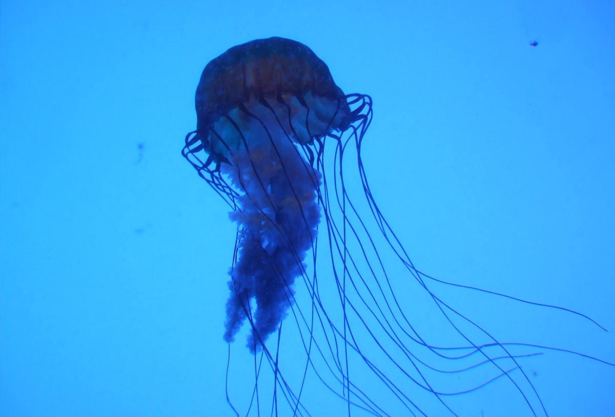 box jellyfish kwal