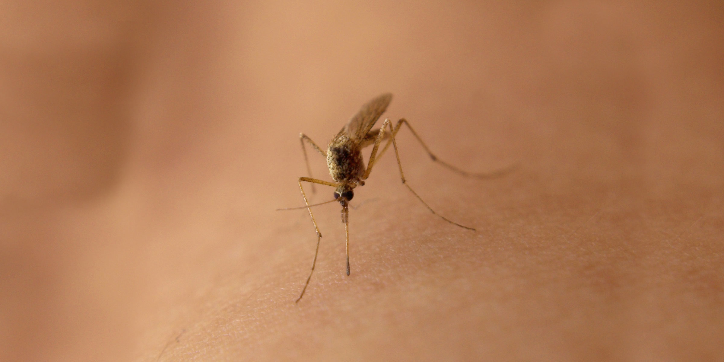 Чем помазать укус комара