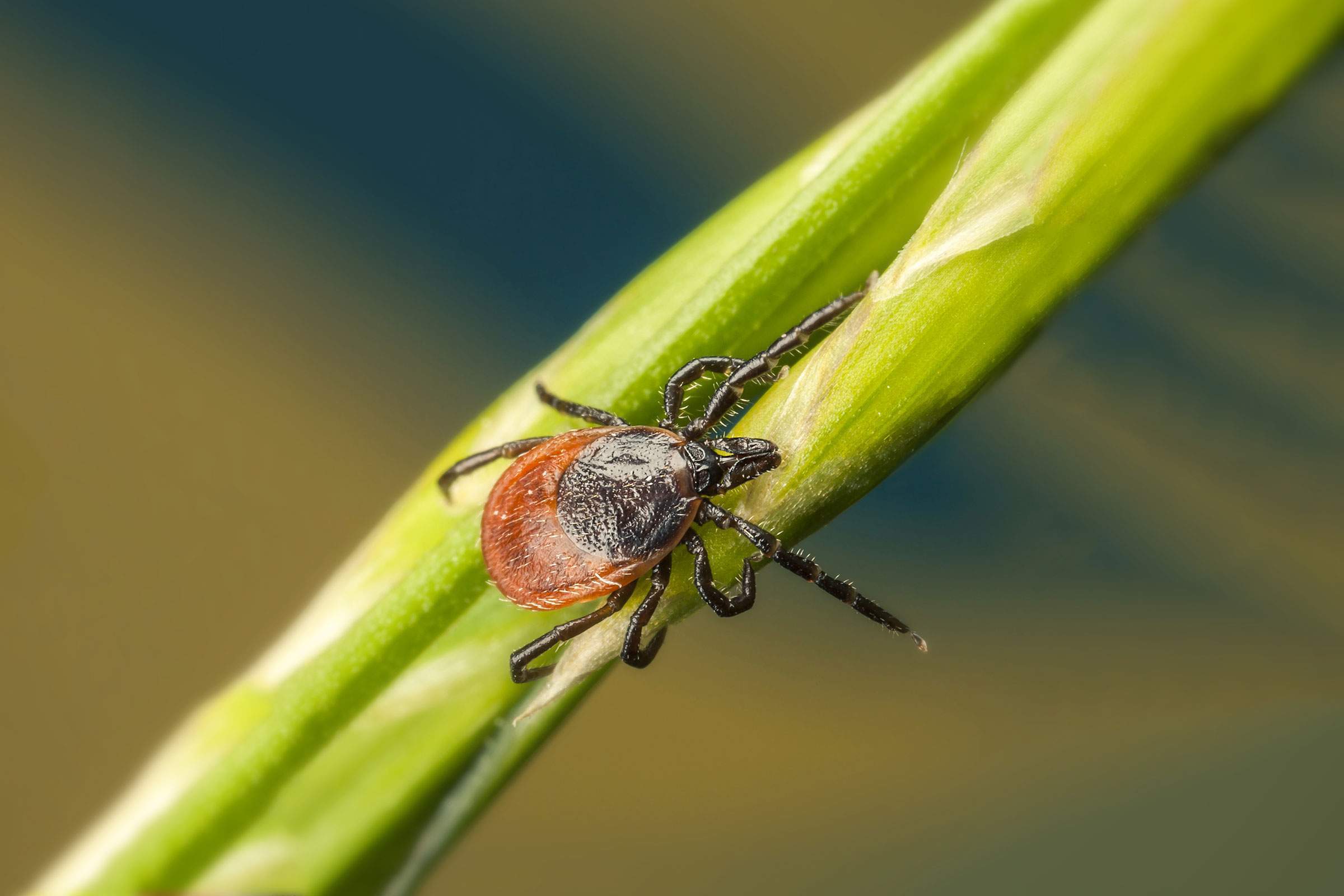 Protect yourself against ticks. Don't let them bite!