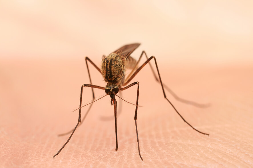 Attention à Journée Mondiale de la paludisme
