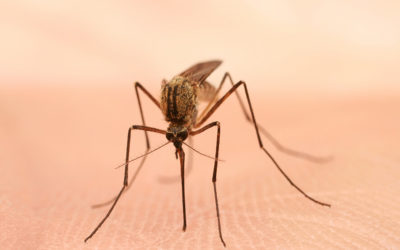 Aufmerksamkeit zu Welt-Malaria-Tag