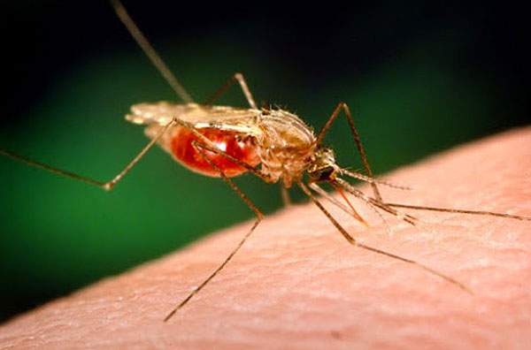 Attention à Journée Mondiale de la Malaria