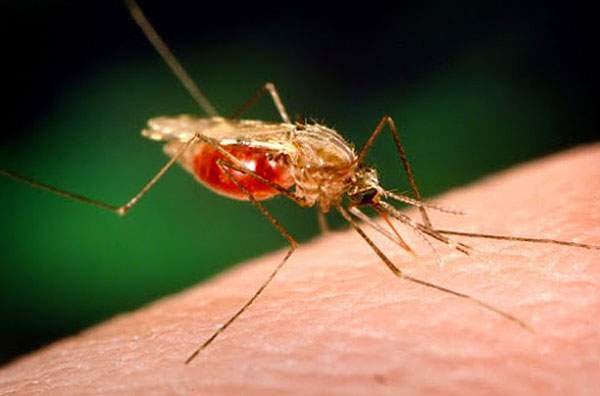 Medvetenhet om världens malariadag 25 april