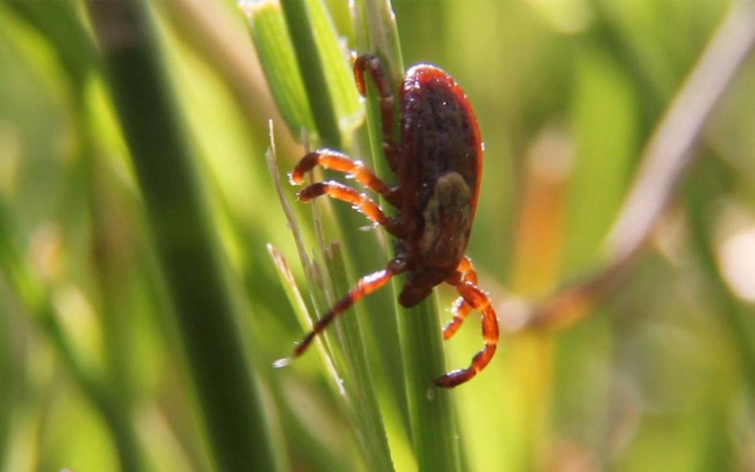 Tick season has started!