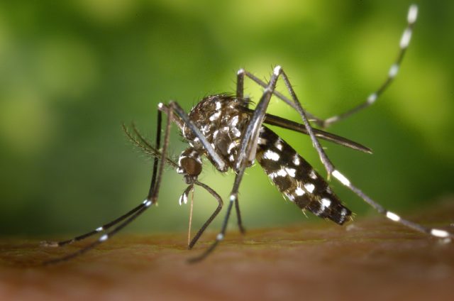 aedes albopictus aziatische tijgermug close up aedes albopictus aziatische tijgermug close up