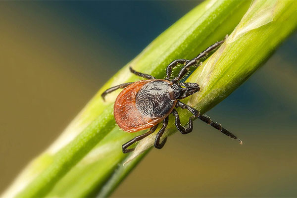 Tick season started early this year