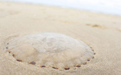 Jellyfish on the Dutch coast