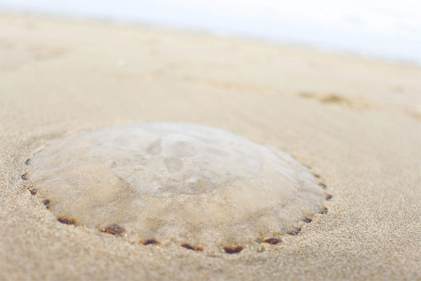 Jellyfish on the Dutch coast
