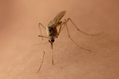 overlast door muggen, wat helpt wel en wat helpt niet?