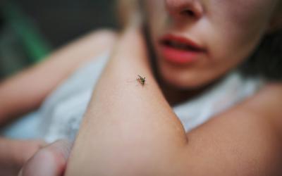 Groot onderzoek naar verspreiding infectieziekten door muggen