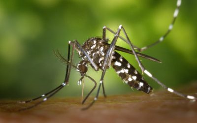 DEET deters mosquitoes in three ways