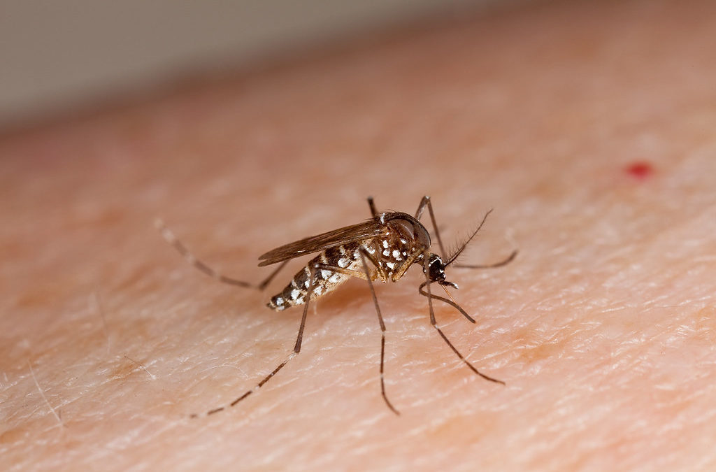 Wereldmuggendag: het gevaar van een muggenbeet
