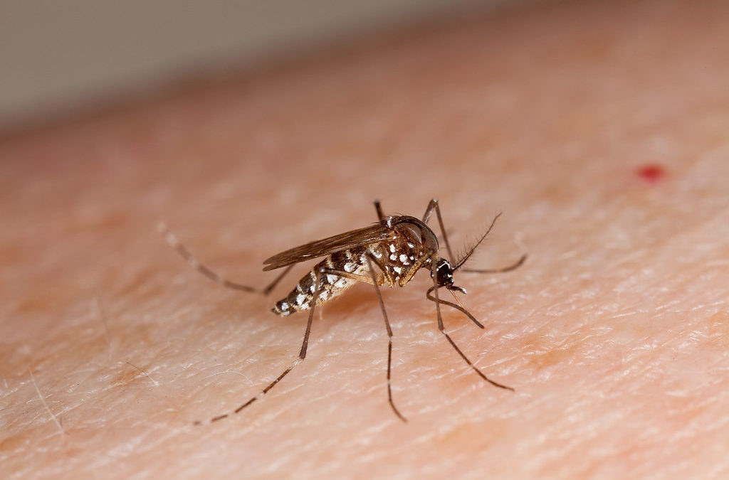 World Mosquito Day: the danger of a mosquito bite