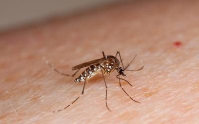 Wereldmuggendag: het gevaar van een muggenbeet