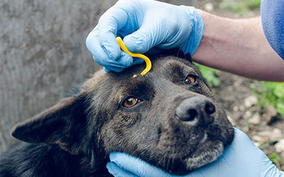 Teek verwijderen bij een hond of kat