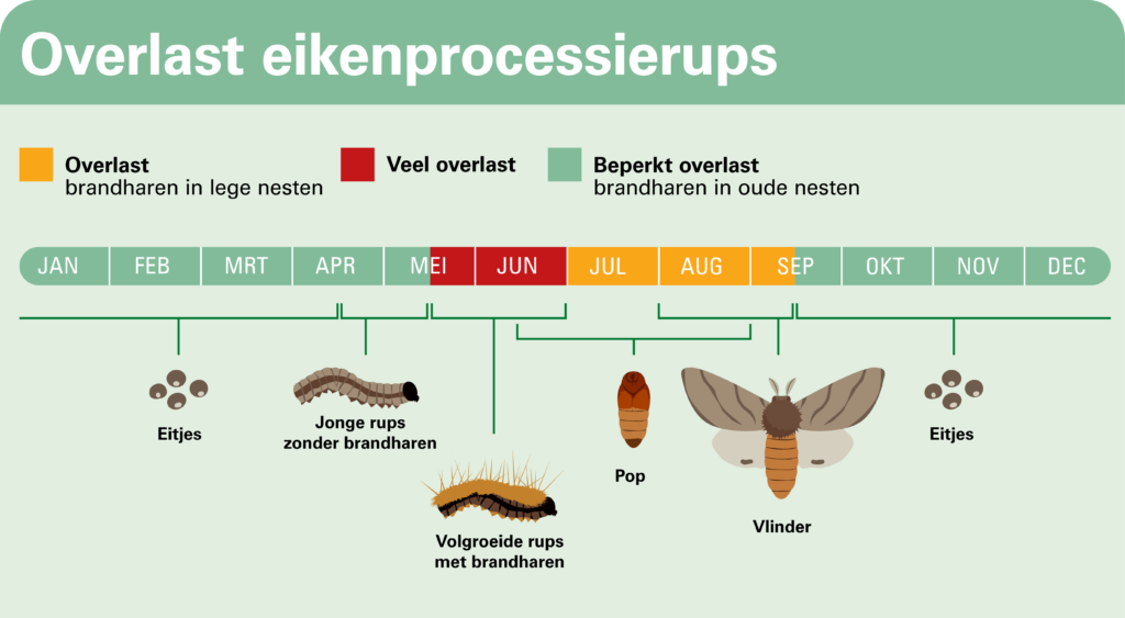 brandharen van de eikenprocessierups zorgen in 2019 voor overlast in nederland