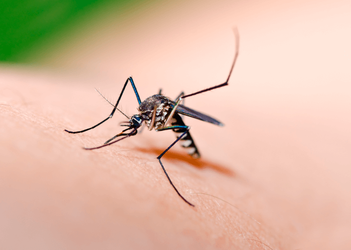 Muggen zijn verantwoordelijk voor de overdracht van dengue