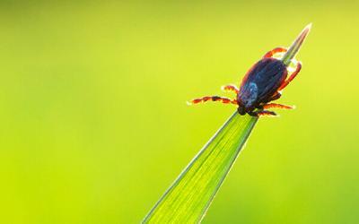 Growing number of registered tick bites (Podcast)