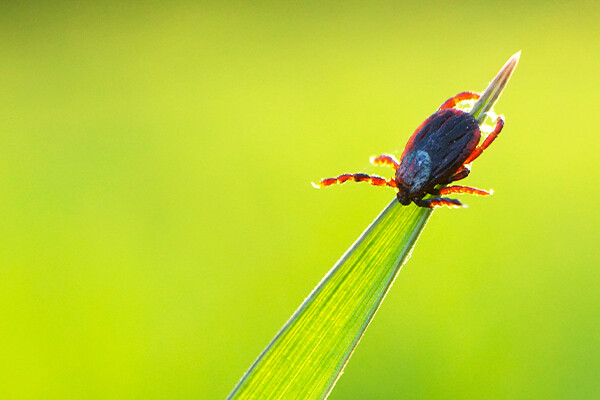 Growing number of registered tick bites (Podcast)