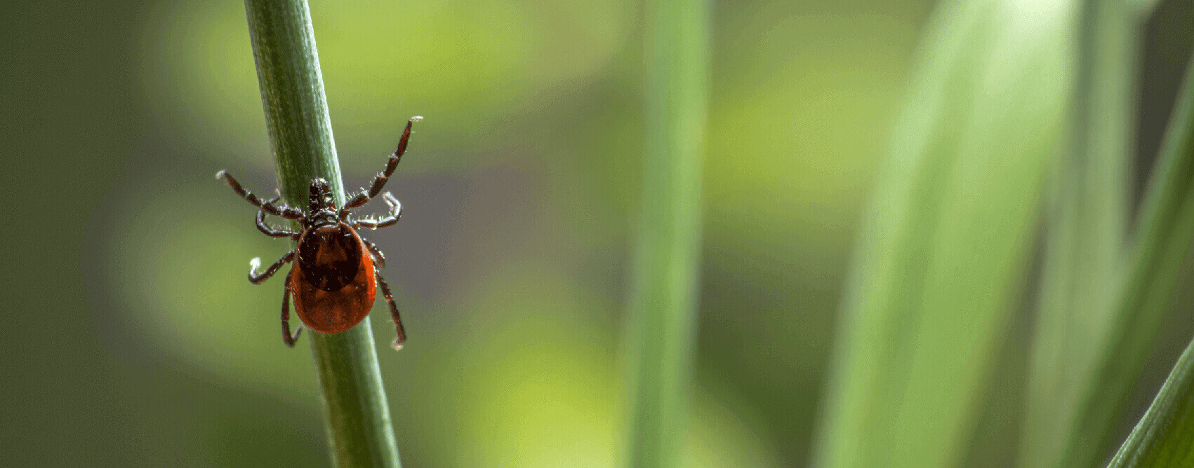 Teek op grasspriet