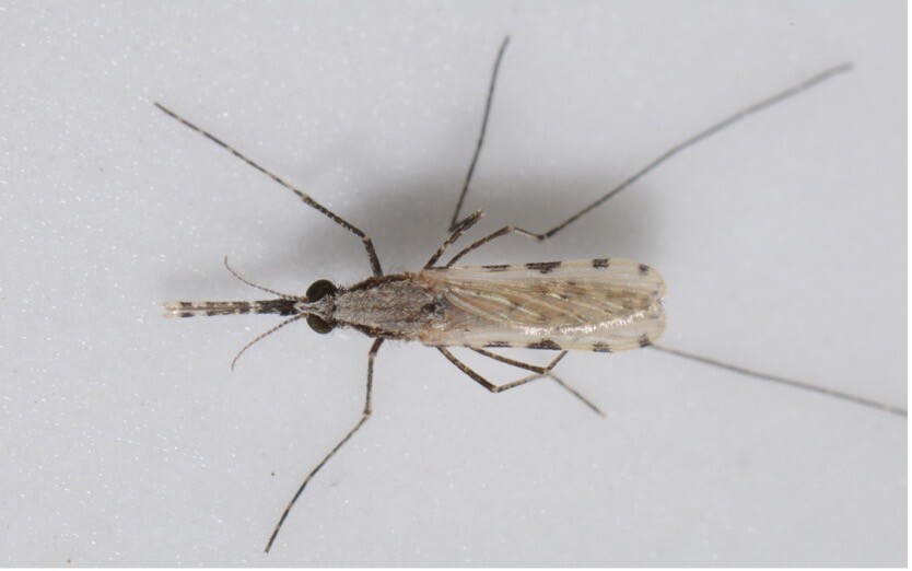 Anopheles stephensi mosquito