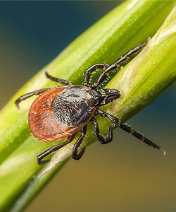 Tick early tick season this year