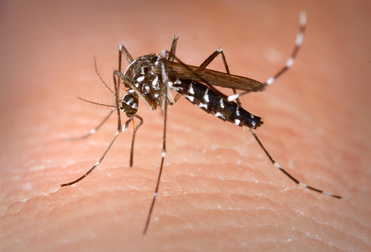 tijgermug Aedes albopictus