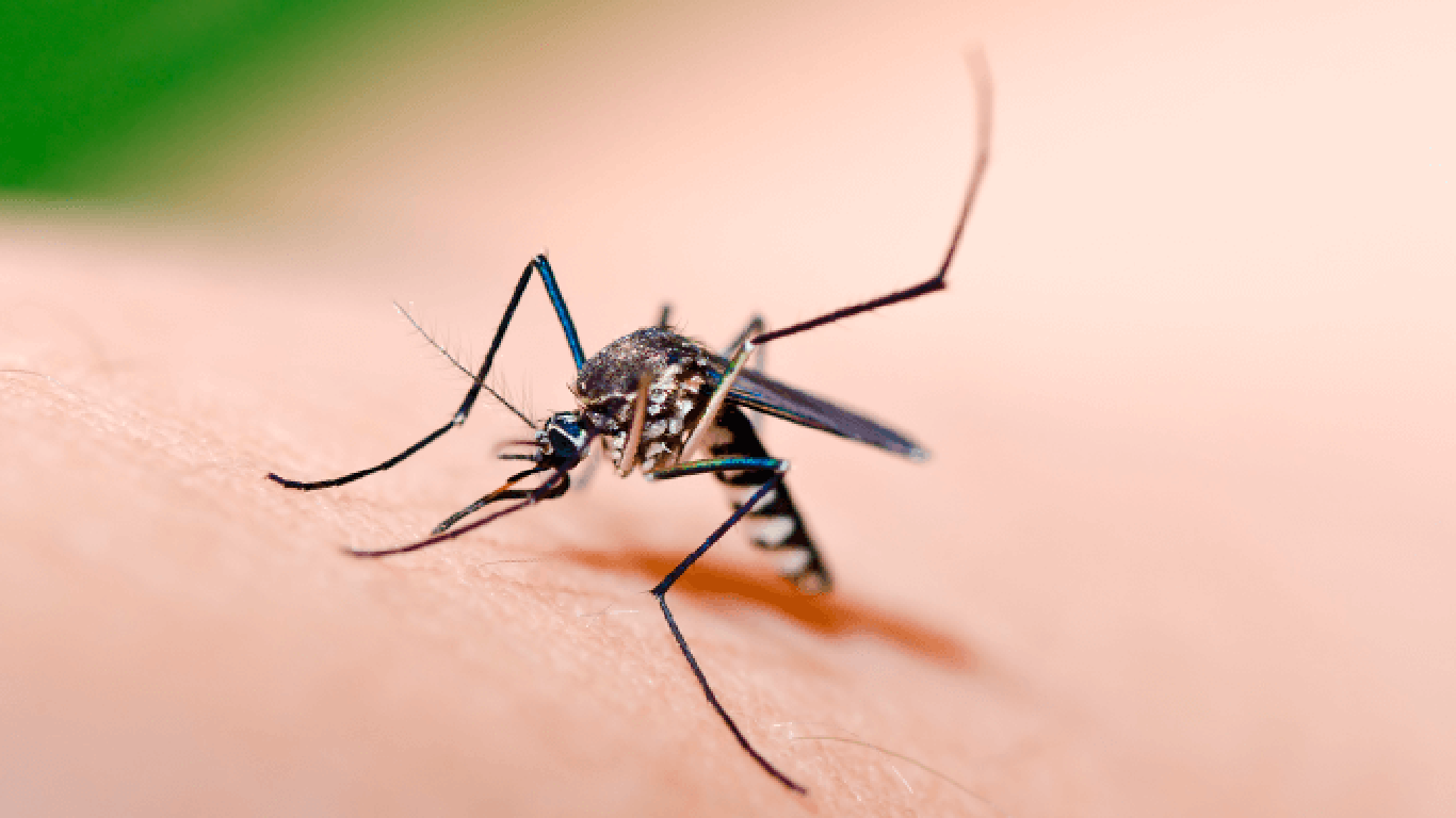 muggen zijn verantwoordelijk voor de overdracht van dengue