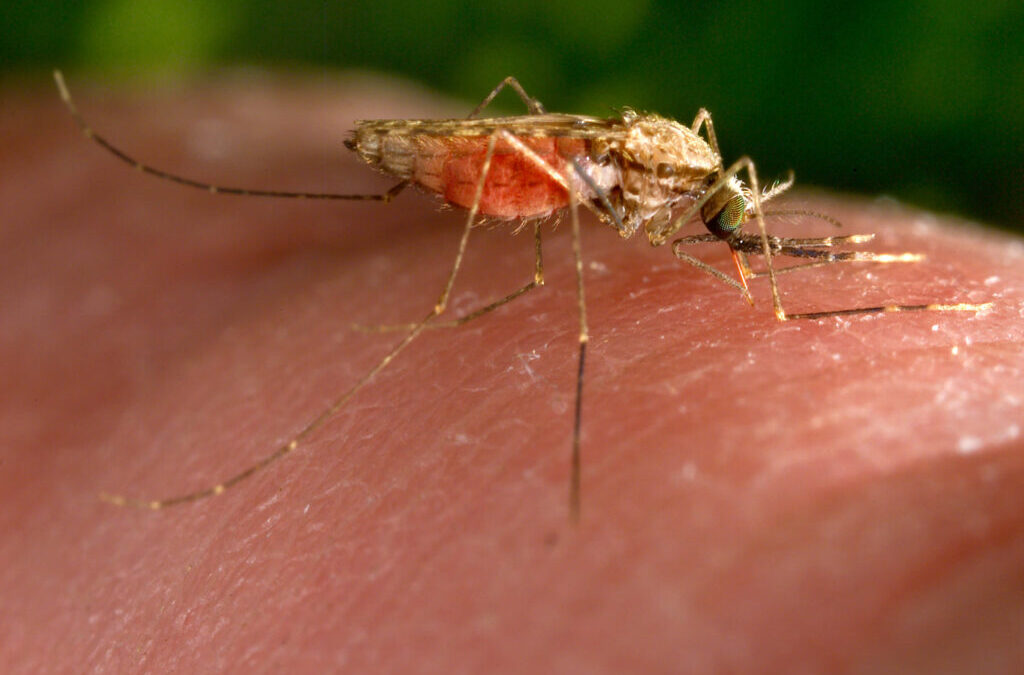 Een nieuw malariavaccin laat veelbelovende resultaten zien!