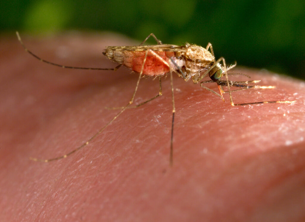 malaria wordt veroorzaakt door de beet van een mug die is besmet met de malariaparasiet.