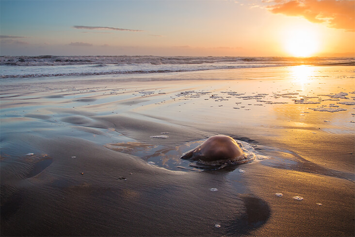 méduses sur la plage