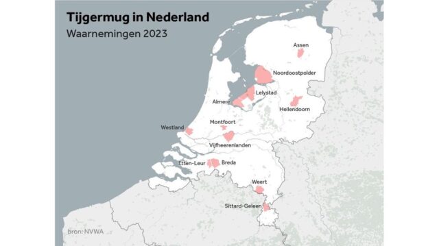 Waarnemingen van de Aziatische Tijgermug in Nederland nemen toe