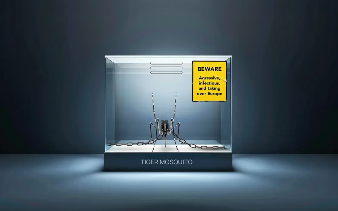 The Asian tiger mosquito in Europe: potential dangers and impact