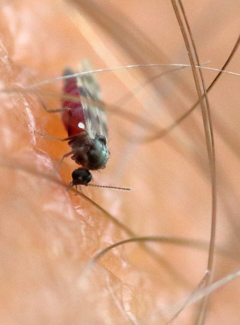 biting_midge_leg knut (midge) op been