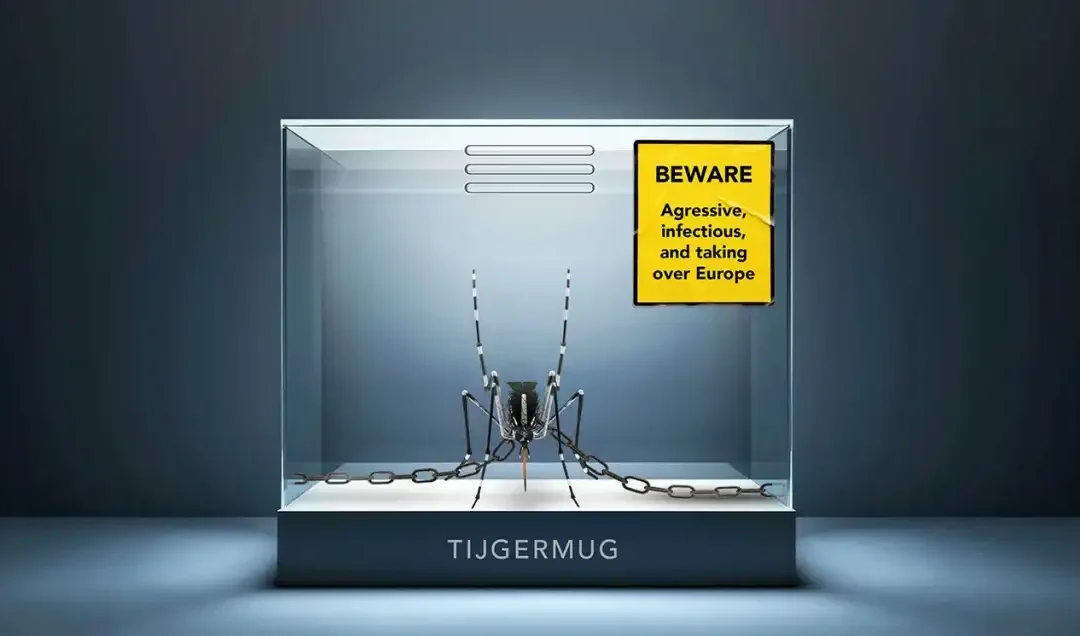 De Aziatische tijgermug in Nederland: mogelijke gevaren en impact