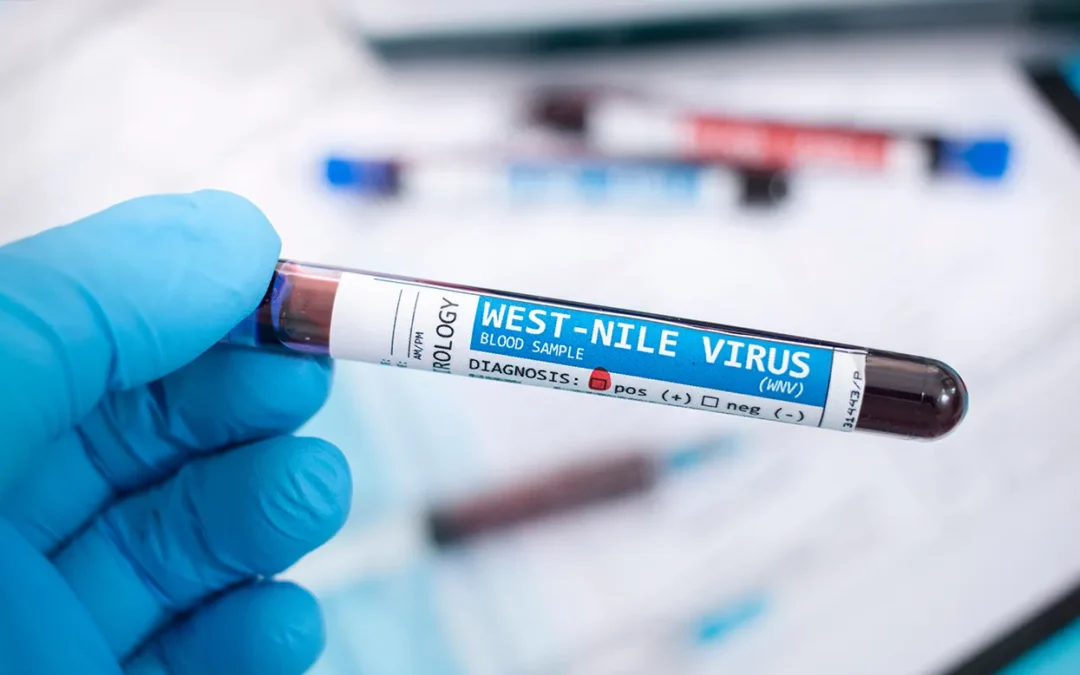 Westnijlvirus: wat je moet weten en waarom muggenbescherming steeds belangrijker wordt